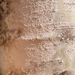 Lecanora impudens