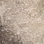 Lecanora impudens