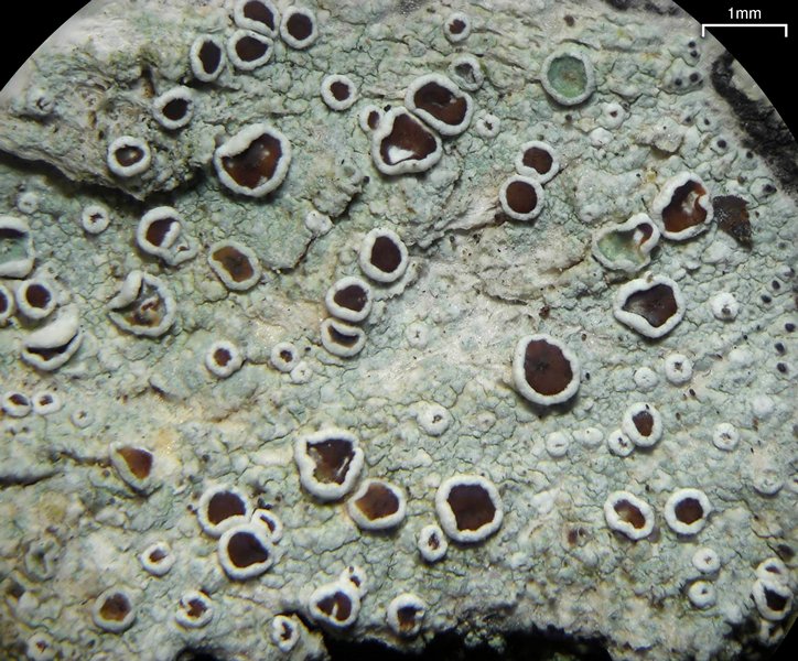 Lecanora imshaugii