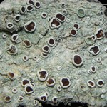 Lecanora imshaugii