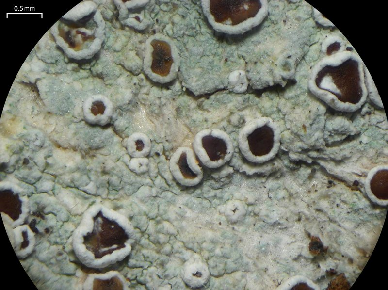 Lecanora imshaugii