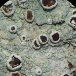 Lecanora imshaugii