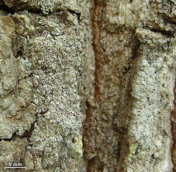 Lecanora imshaugii