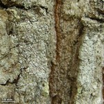 Lecanora imshaugii