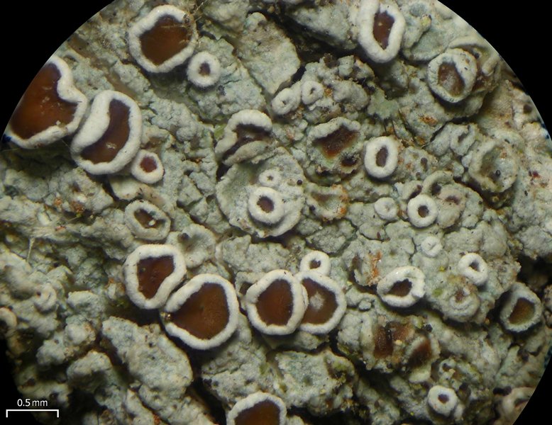 Lecanora imshaugii