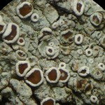 Lecanora imshaugii