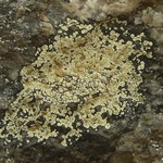 Lecanora intricata