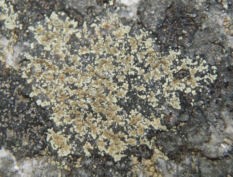 Lecanora intricata