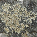 Lecanora intricata