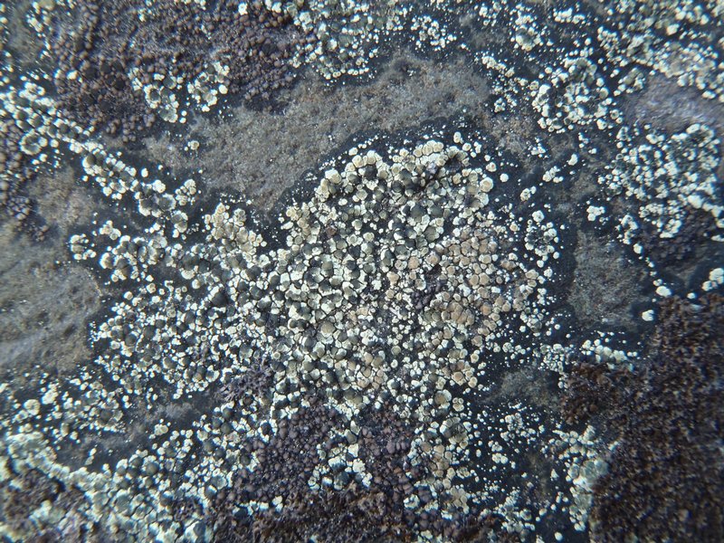 Lecanora intricata