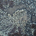 Lecanora intricata