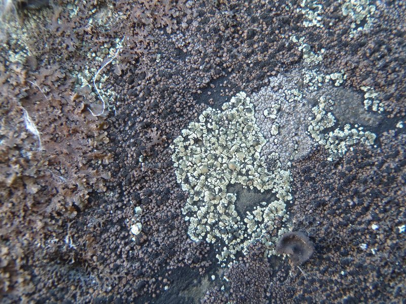 Lecanora intricata