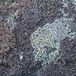 Lecanora intricata