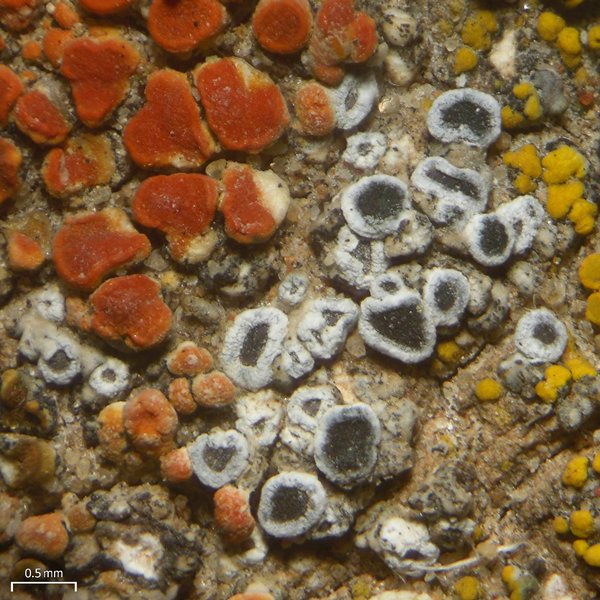 Lecanora invadens