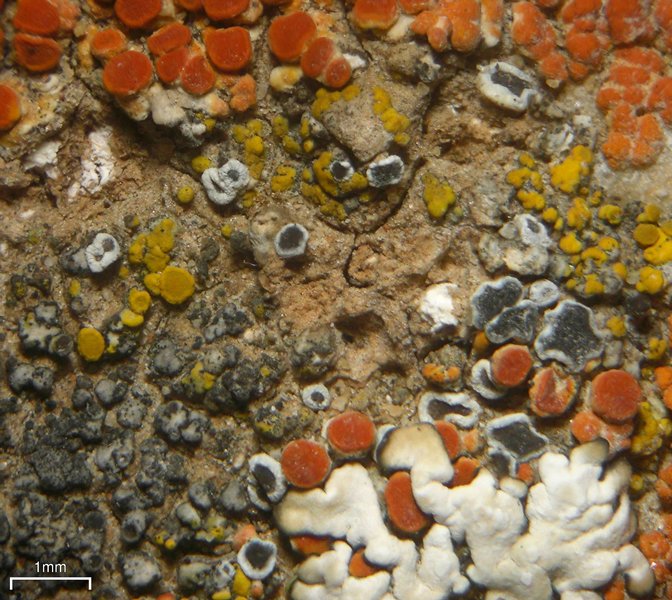 Lecanora invadens