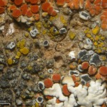 Lecanora invadens