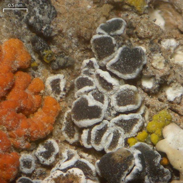 Lecanora invadens