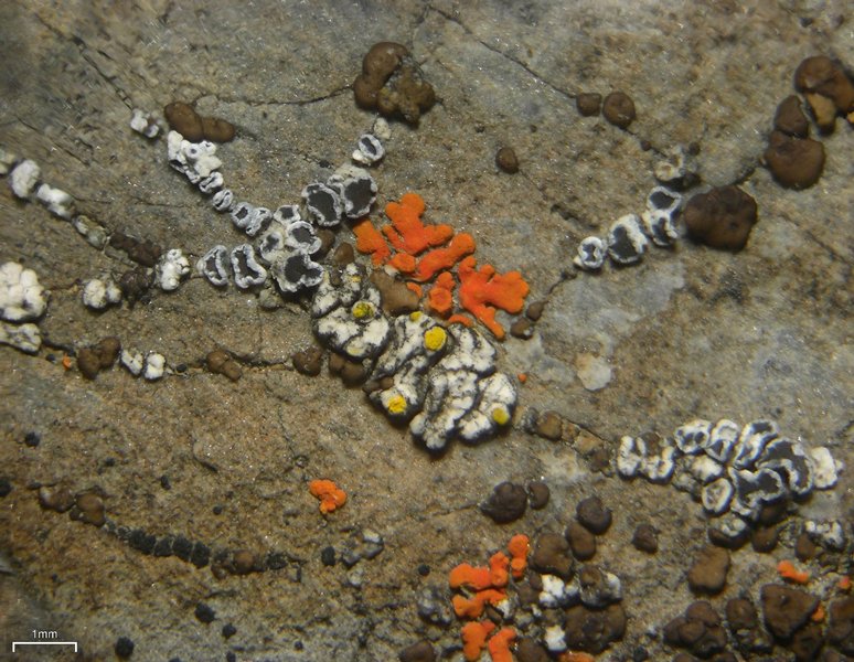 Lecanora invadens