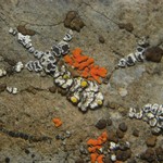 Lecanora invadens