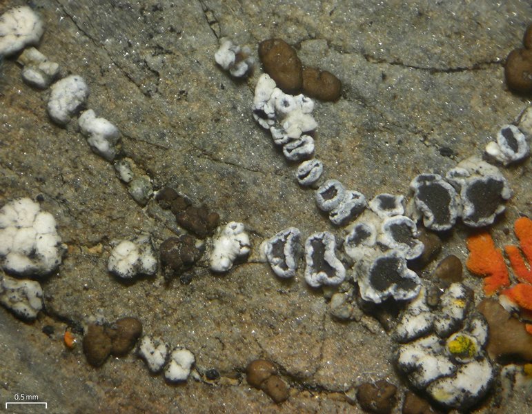 Lecanora invadens