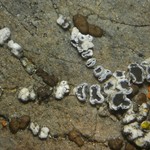 Lecanora invadens