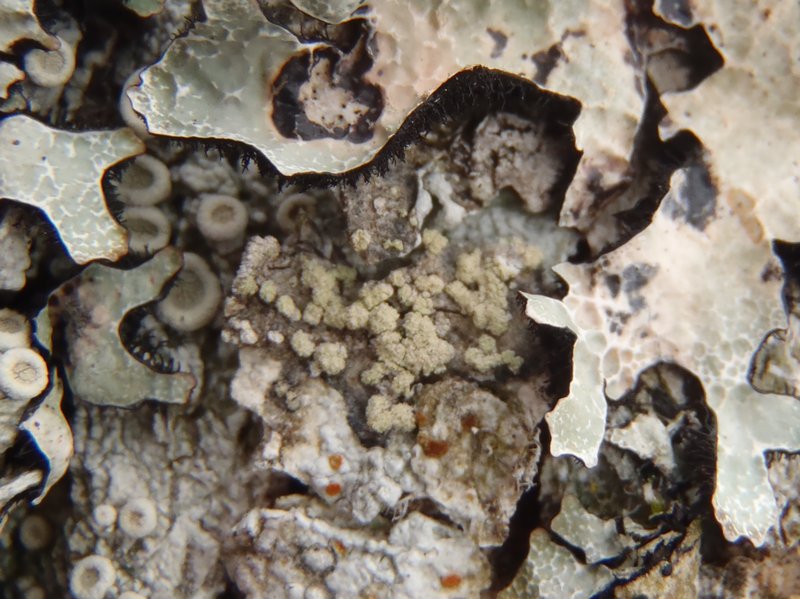 Lecanora jamesii