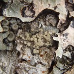 Lecanora jamesii