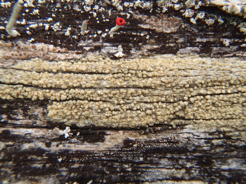 Lecanora jamesii