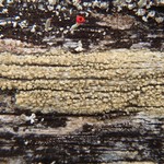 Lecanora jamesii