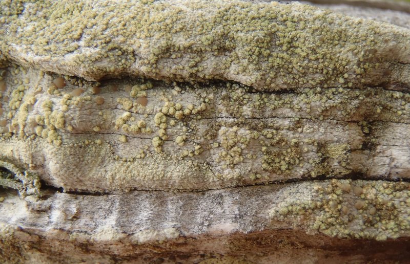 Lecanora jamesii