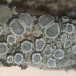 Lecanora juniperina