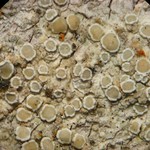 Lecanora juniperina