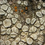 Lecanora juniperina