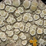 Lecanora juniperina