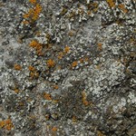 Lecanora juniperina