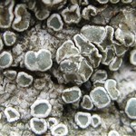 Lecanora juniperina