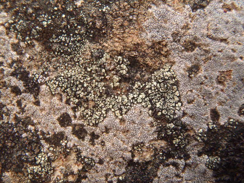 Lecanora laatokkaensis