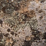 Lecanora laatokkaensis