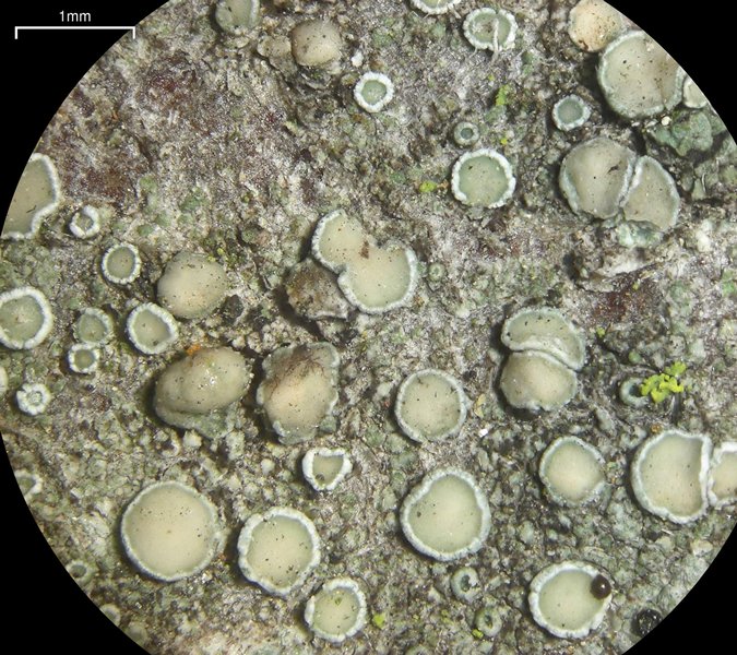 Lecanora laxa