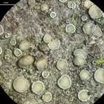 Lecanora laxa