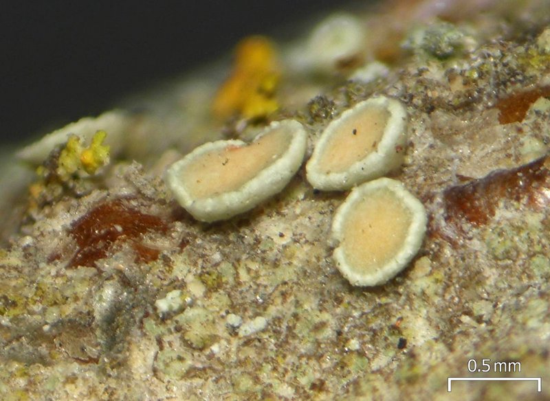 Lecanora laxa