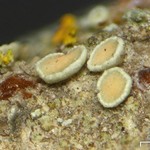 Lecanora laxa