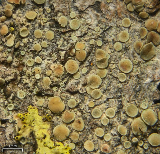 Lecanora laxa