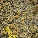 Lecanora laxa