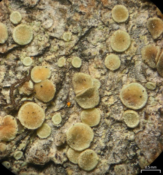 Lecanora laxa