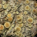 Lecanora laxa