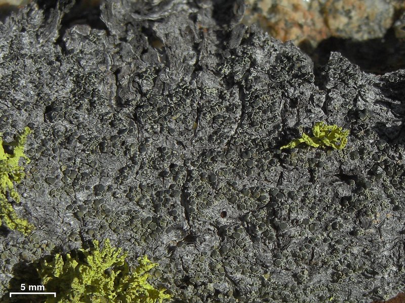 Lecanora laxa