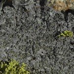 Lecanora laxa