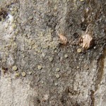 Lecanora laxa