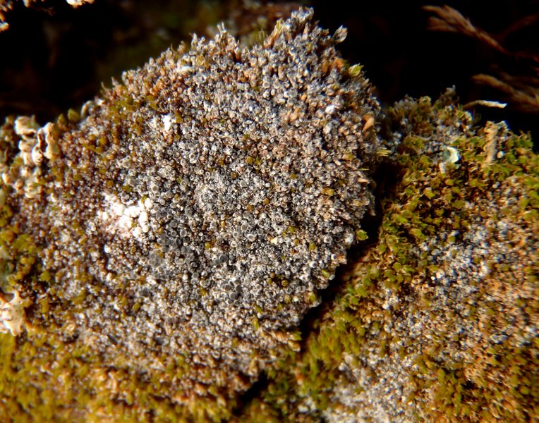 Lecanora leptacinella